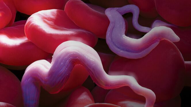 The parasite Trypanosoma brucei is seen through a microscope living among the bloodstream.