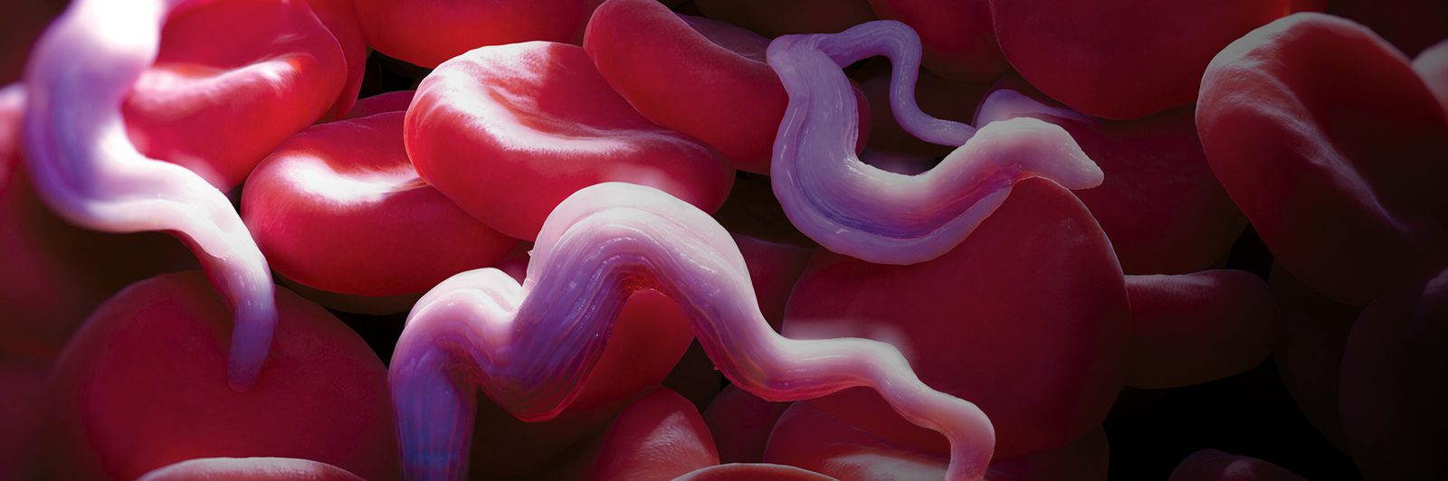 The parasite Trypanosoma brucei is seen through a microscope living among the bloodstream.