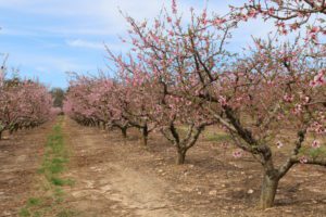 Peach trees at Clemson's Musser Fruit Research Center in Seneca