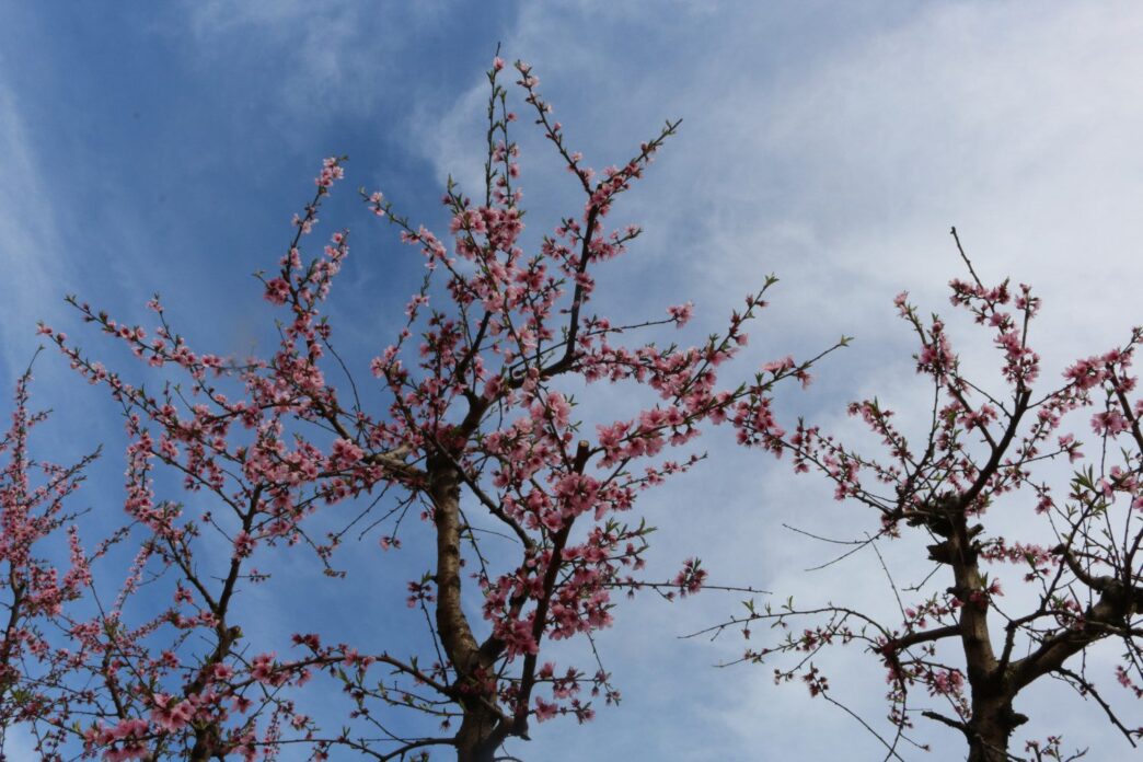 Peach trees at Musser Fruit Research Center in Seneca.