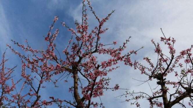 Peach trees at Musser Fruit Research Center in Seneca.