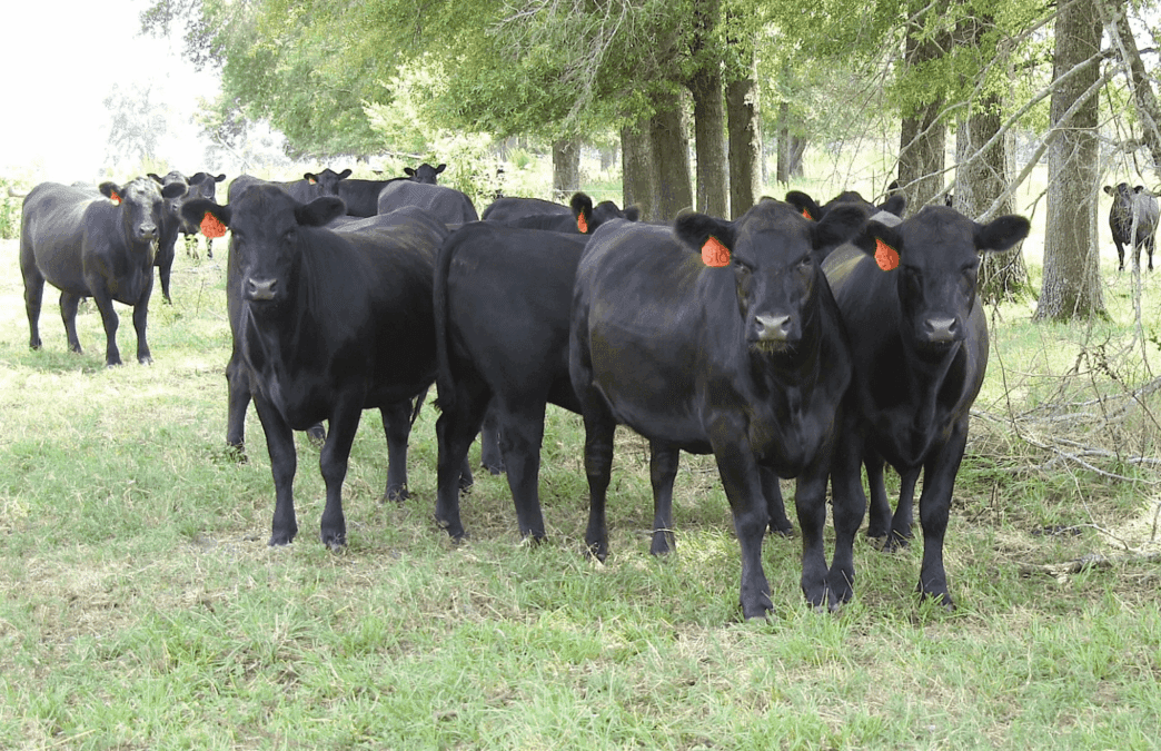 Clemson Extension Service is holding a workshop to teach livestock owners how to protect herds from fescue toxicosis.