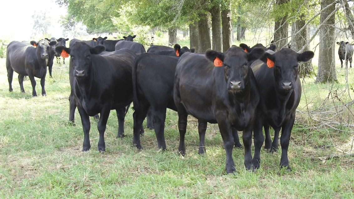 Clemson Extension Service is holding a workshop to teach livestock owners how to protect herds from fescue toxicosis.