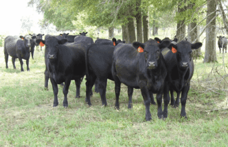 Clemson Extension Service is holding a workshop to teach livestock owners how to protect herds from fescue toxicosis.