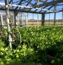 Tony Melton, a Clemson Extension senior county agents, grows butterbeans in greenhouses at the Pee Dee REC as part of a heat-tolerance study.