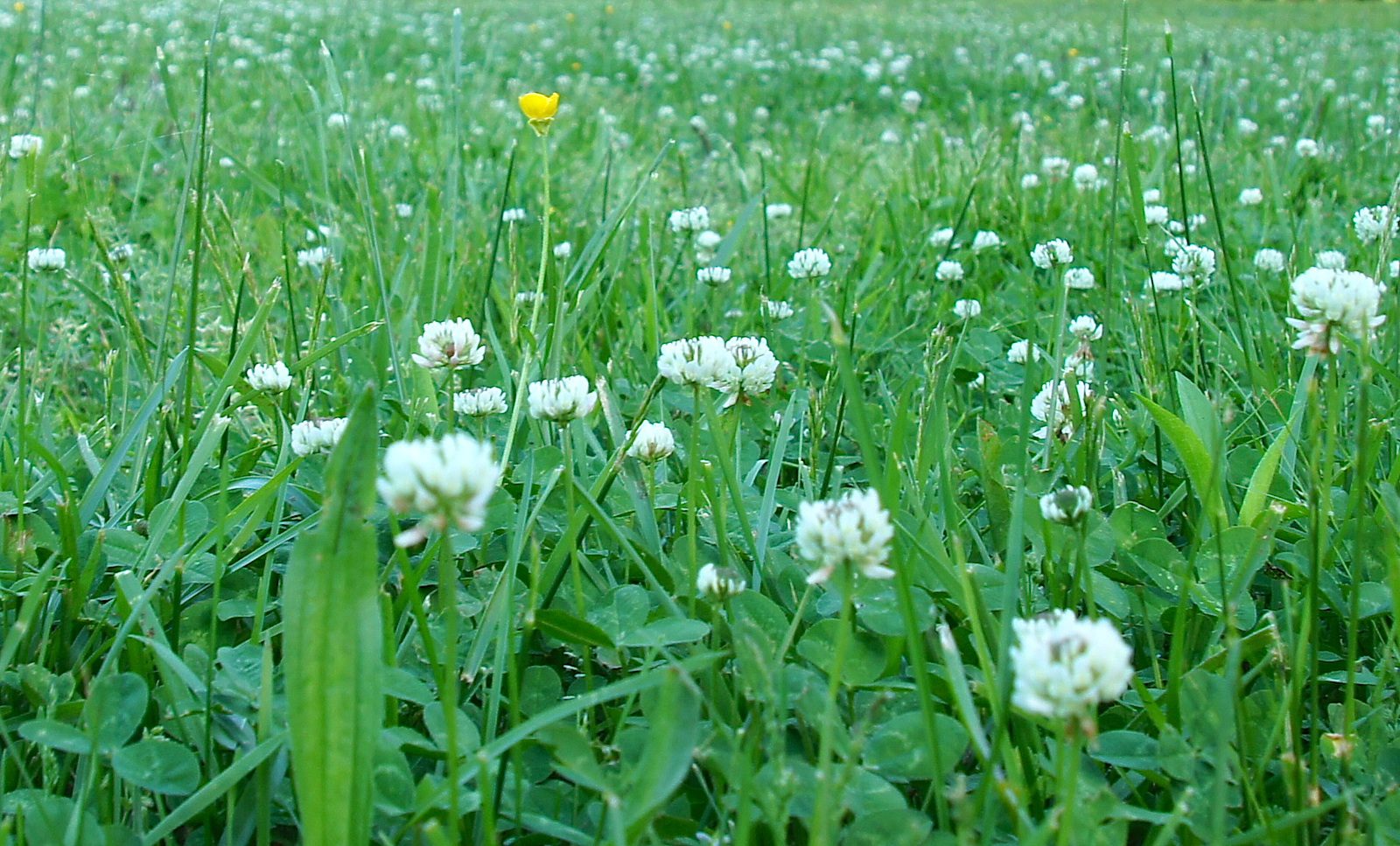 Pasture grass