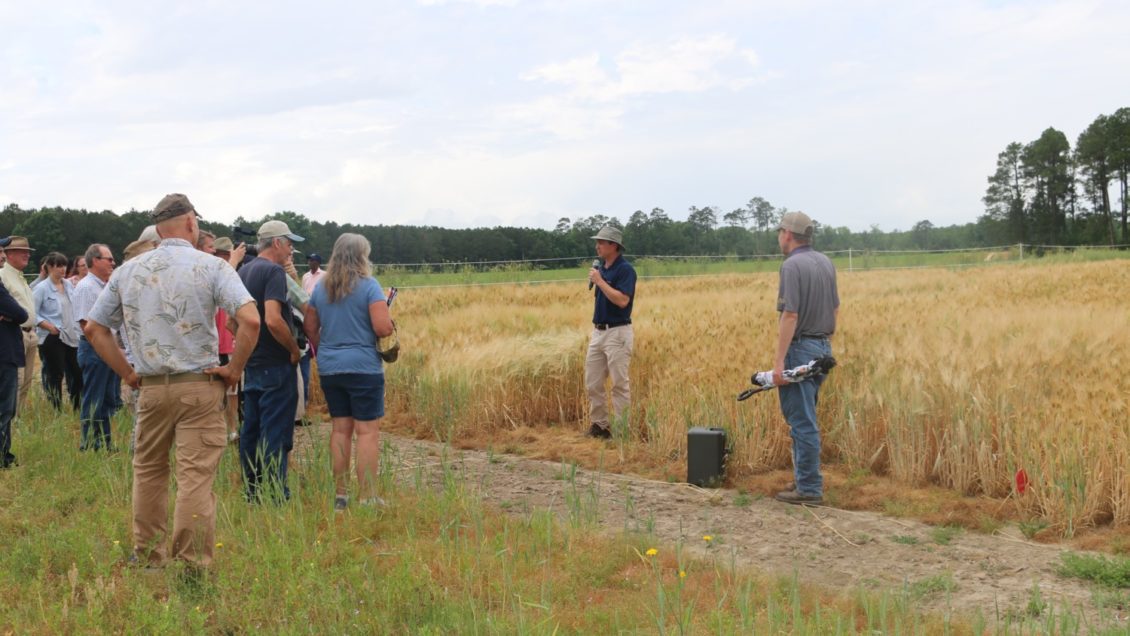 Rick Boyles, a research scientist at Clemson’s Pee Dee Research and Education Center, talks about how a combination of traditional and advanced plant genetic approaches are being used to determine which grain lines are best adapted to South Carolina and the entire southeastern United States.