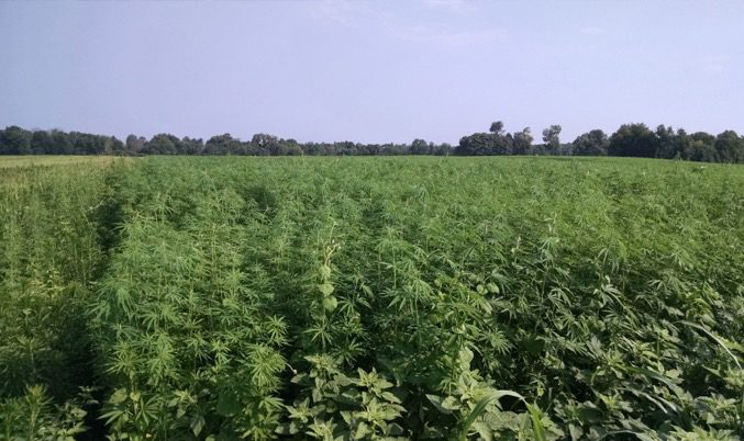 Photo of a hemp crop