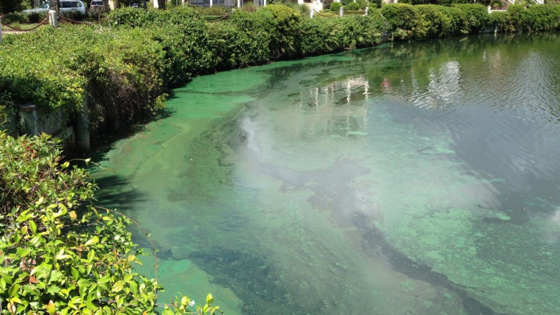 Cyanobacteria blooms are pictured on a pond.