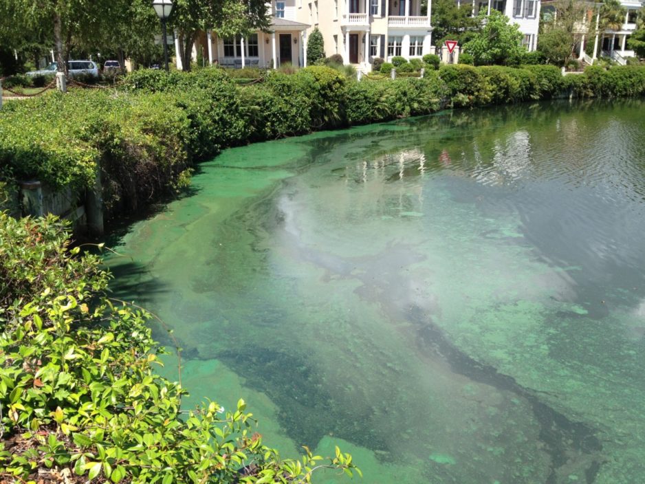Cyanobacteria blooms are pictured on a pond.