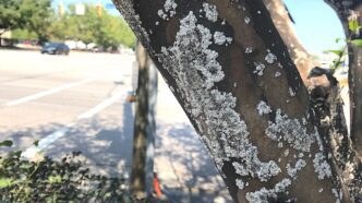 Photo of crapemyrtle bark scale