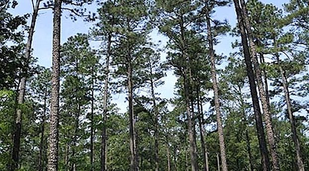 Photo of a pine forest