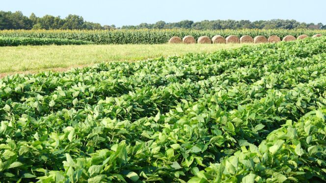 Photo of crops growing at Simpson REC