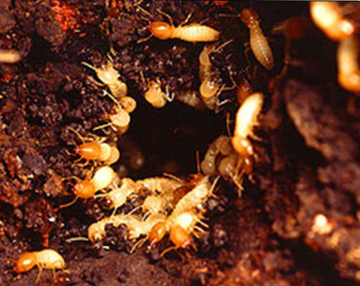 Formosan termites