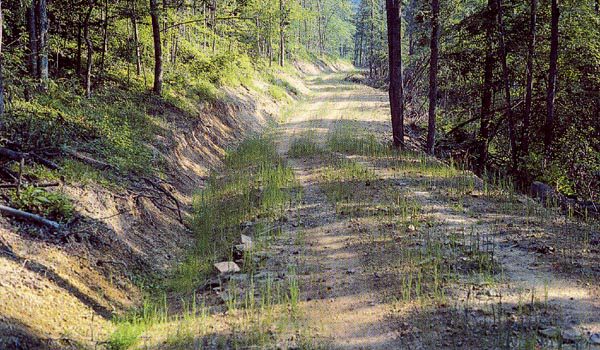 Plant species are used as erosion control along a forest road.