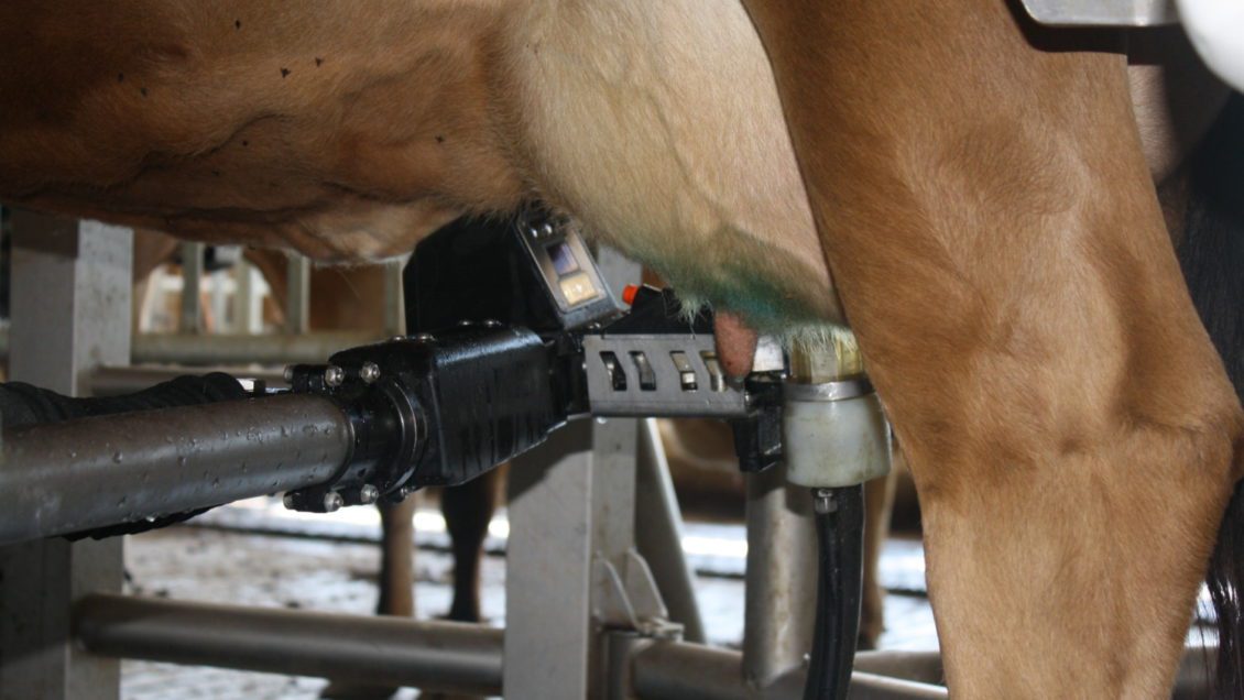 photo of a robot milking a cow