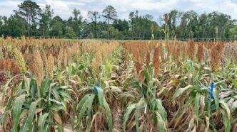 Grain sorghum is shown in a field at Clemson's Pee Dee research station.