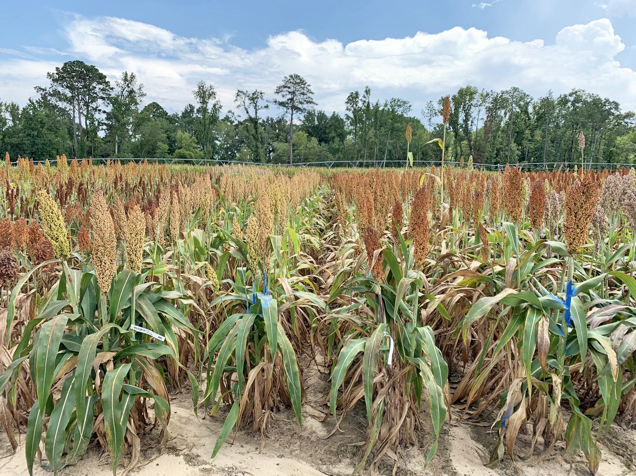 Grain sorghum is shown in a field at Clemson's Pee Dee research station.
