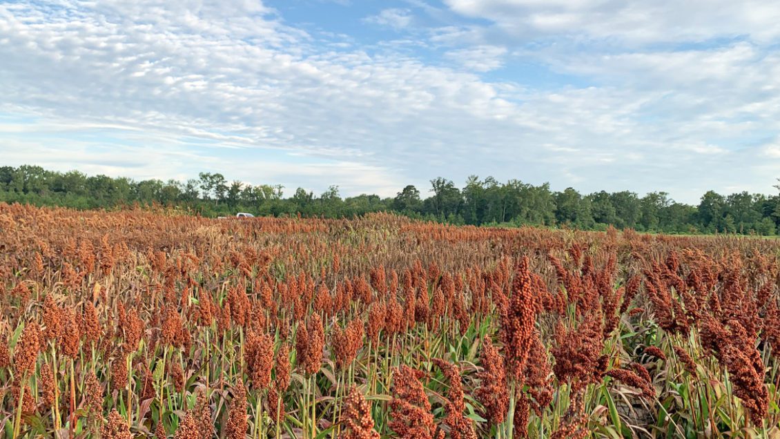 Grain sorghum grows in a field at Clemson's Pee Dee research station.