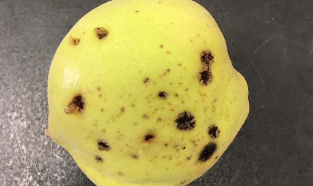 Spots are one of the symptoms of bacterial spot on peaches .