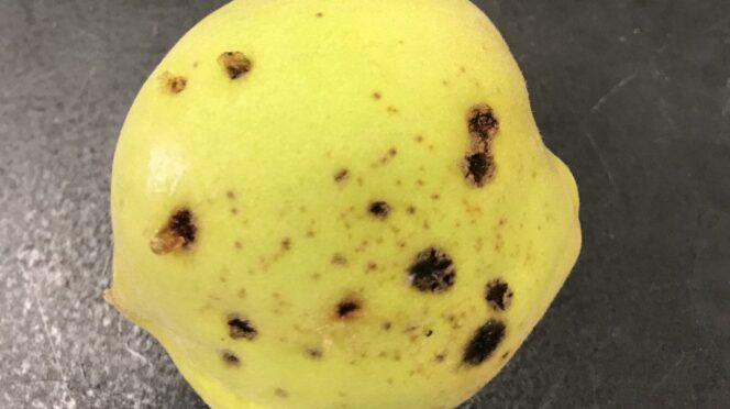 Spots are one of the symptoms of bacterial spot on peaches .