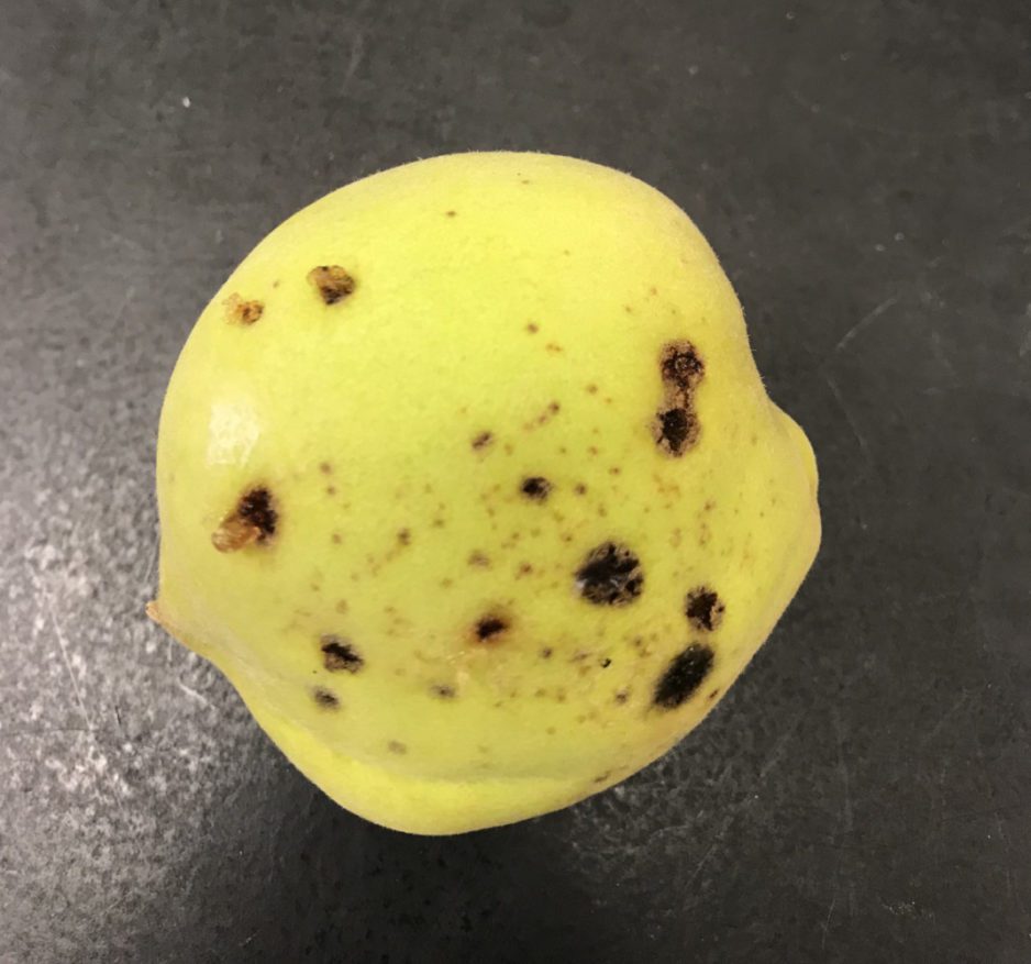 Spots are one of the symptoms of bacterial spot on peaches .