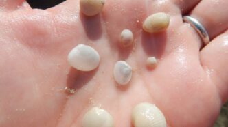 Clams in hand