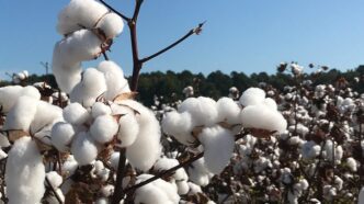 Clemson announces 2025 South Carolina Cotton Growers Meeting