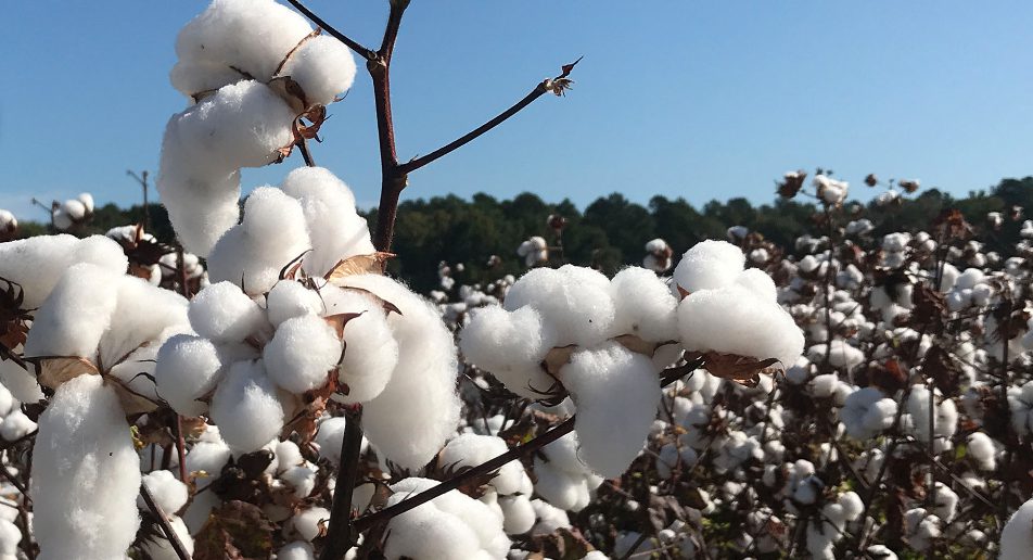 Image of cotton on plant with light blue sky in background