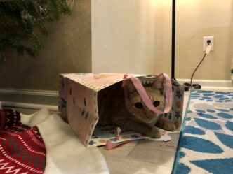 Holiday decorations can be dangerous for pets. Pine needles and metal hooks used to hang ornaments can puncture the intestinal lining if swallowed. Tinsel and ornaments are also a potential hazard and can cause intestinal blockage if consumed.