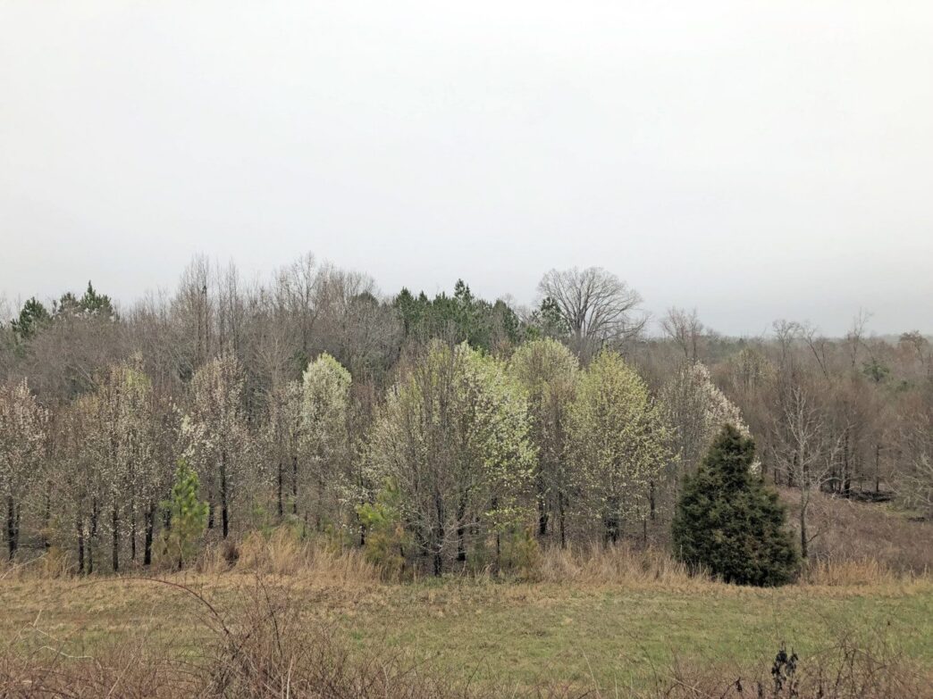 Bradford pear trees grow in the Upstate.