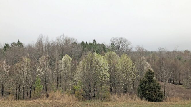 Bradford pear trees grow in the Upstate.