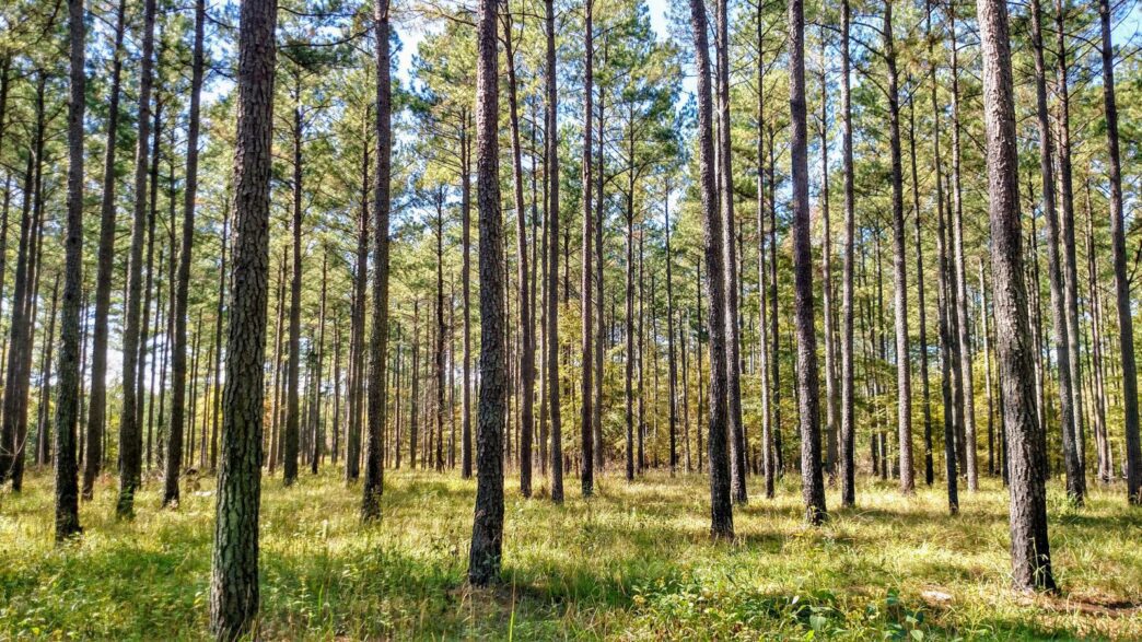 Trees stand in forest.