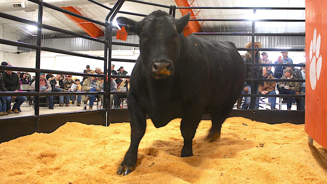 Angus bull