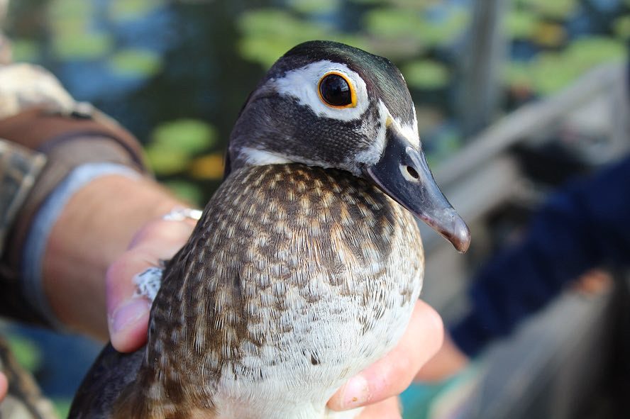 A wood duck is held for a photo.