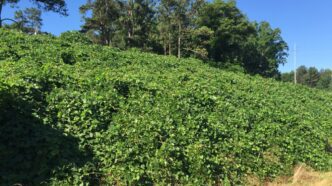 Kudzu grows in a field