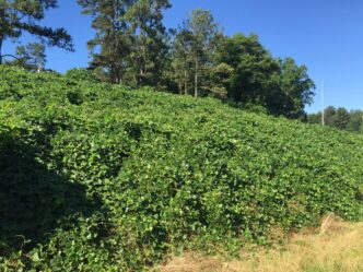 Kudzu grows in a field