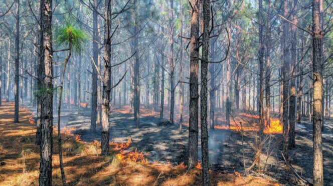 Prescribed fire burns.
