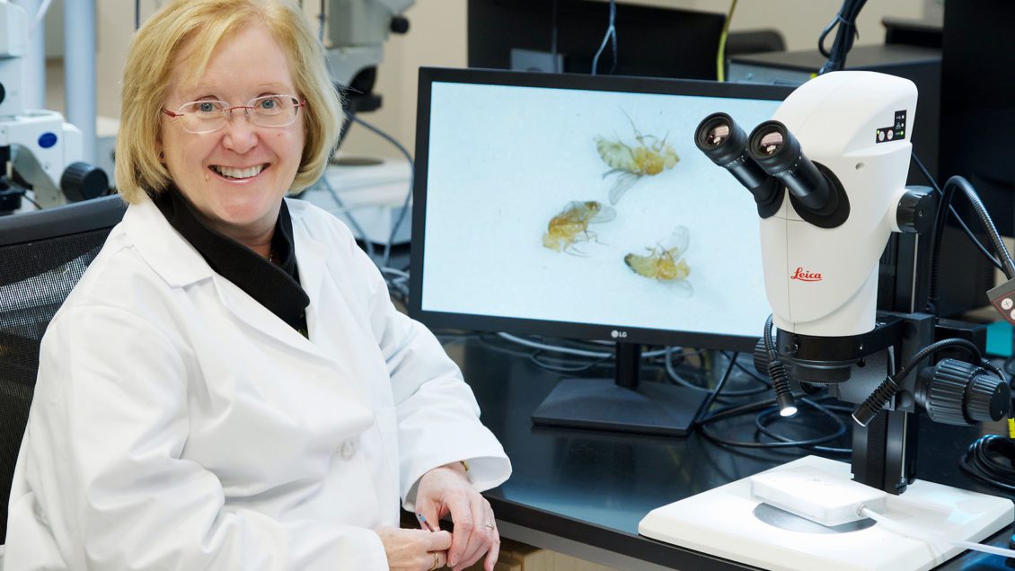 Trudy Mackay sitting by microscope with fruit flies on screen.