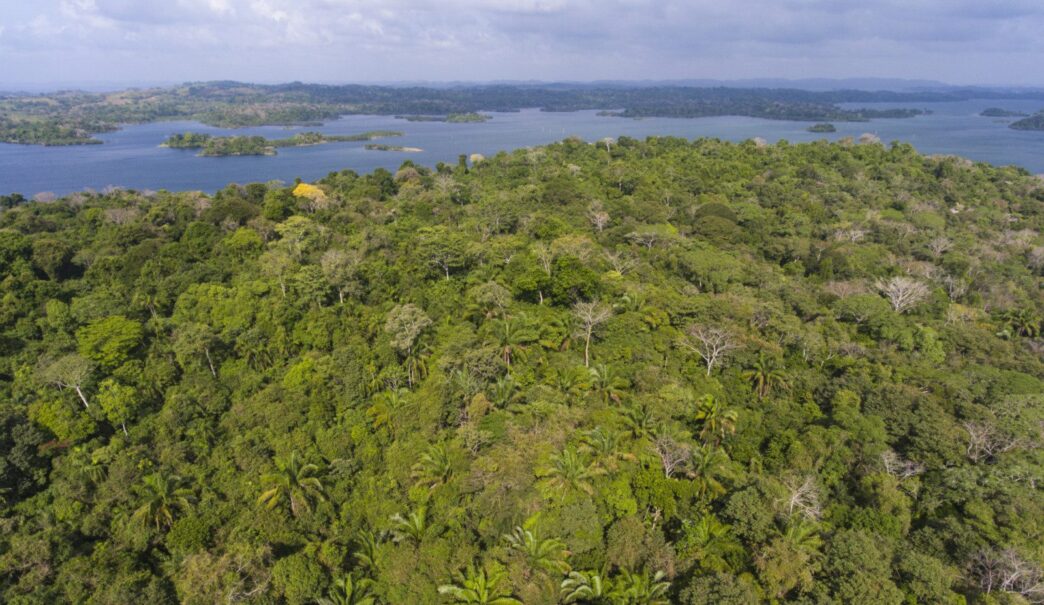 aerial photo of tropical forest