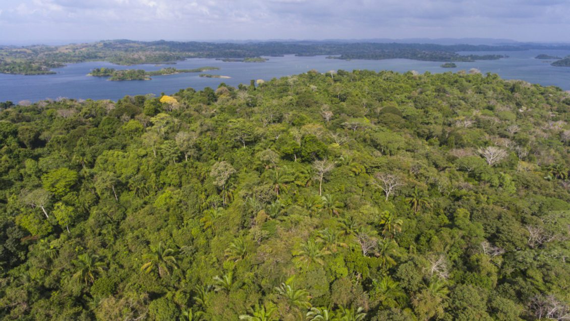 aerial photo of tropical forest