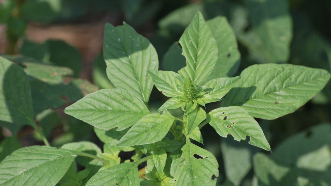 A Clemson geneticist is part of a team that has determined a new means of controlling Palmer amaranth.
