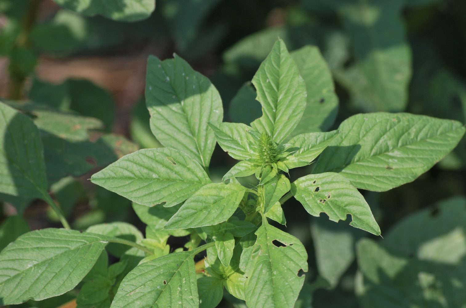 A Clemson geneticist is part of a team that has determined a new means of controlling Palmer amaranth.