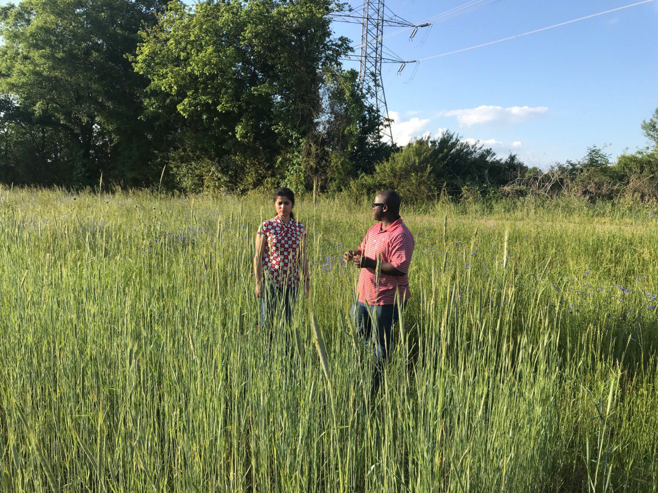 Clemson researchers have found a cover crop mixture that can reduce costs for South Carolina farmers, rejuvenate farm soil and help conserve the state’s water supply if included in crop rotations.