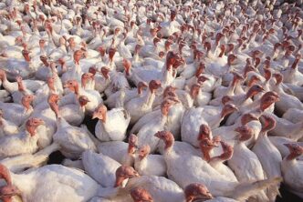 turkeys
