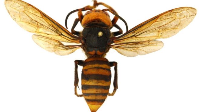 Asian Giant Hornet