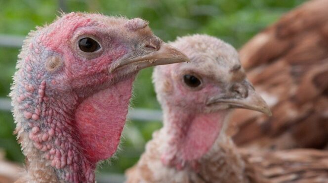 turkeys