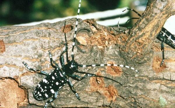 Asian longhorned beetles