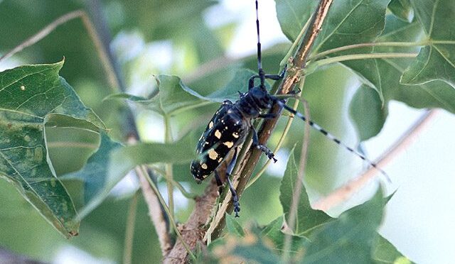 Asian longhorned beetle