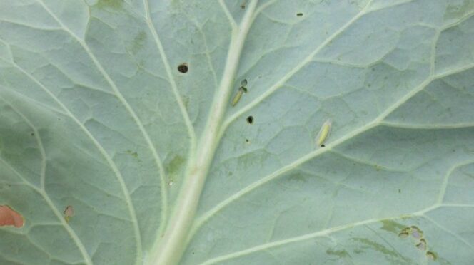 Diamondback moth larvae, or caterpillars, are about ½ inch long and are light green. They feed primarily on the undersides of the leaves.
